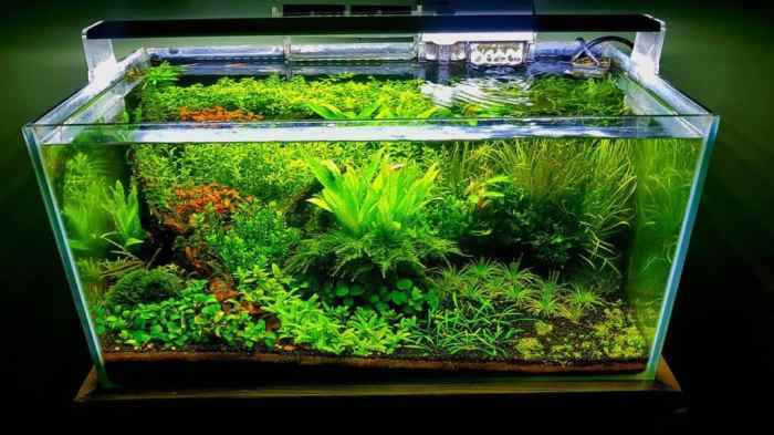 Contoh desain aquascape sederhana